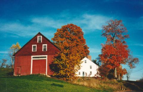 Sugar maple in fall color with barn