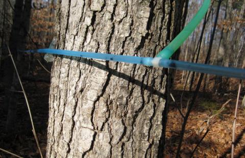 tapped sugar maple