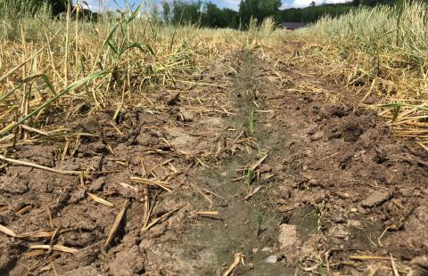Corn seedlings emerging in a no-till field