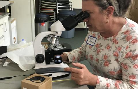 A trained diagnostician looks under the microscope at a sample of honeybees.