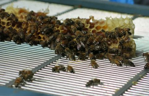 A group of honey bees feeding on broken honey comb