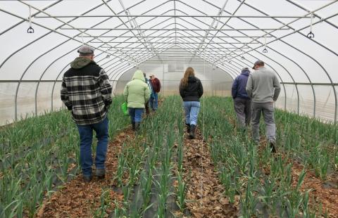 Farmers walk in greenhouse