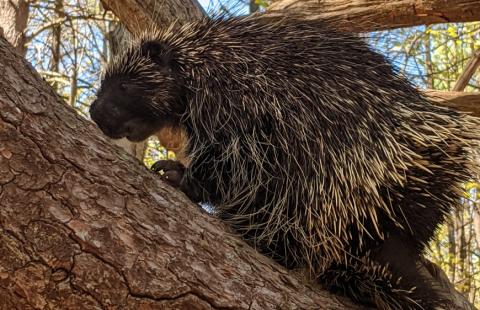 porcupine in a wolf tree