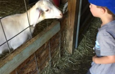 kid and goat