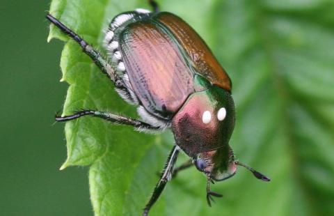 Japanese beetle, parastitized 