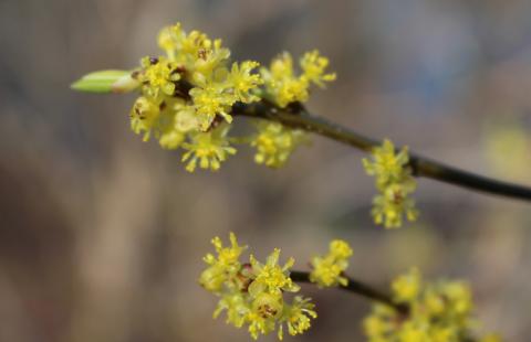 Northern spicebush (Lindera benzoin) in bloom