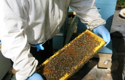 a beekeeper inspects a frame of honey bees