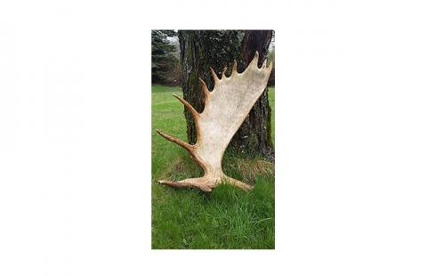 Moose antlers
