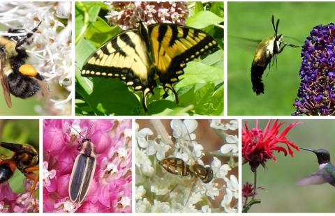 Seven different pollinators found in NH