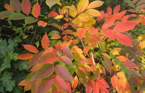 Poison sumac leaves in fall