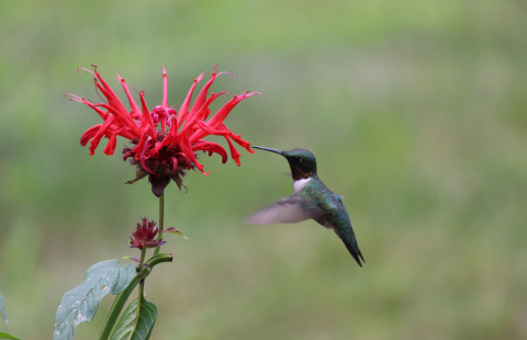 Ruby-throated hummingbird nectaring on Scarlet Bee Balm