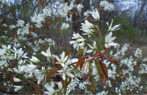 Serviceberry blooming in New Hampshire