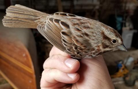 House Sparrow Identification, All About Birds, Cornell Lab of Ornithology