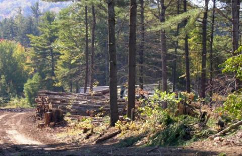 A timber logging operation. A number of timber logs are stacked together. Behind them is a trailer.