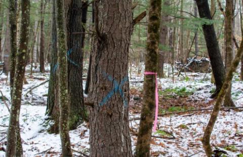 tree marked for removal