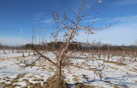 apple tree in snowy orchard