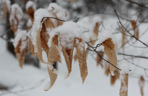 A branch of a young beech tree covered in snow.