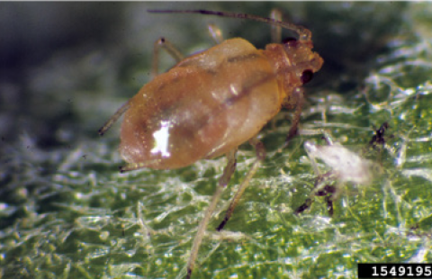 Adult green peach aphids