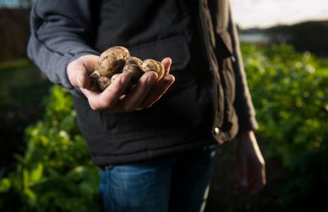 potato farmer Photo by Agence Producteurs Locaux Damien Kühn on Unsplash
