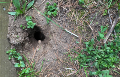 chipmunk hole