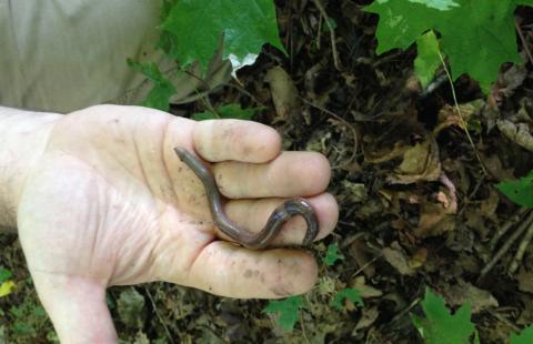 Why 'exotic' earthworms are bad for Great Lakes forests