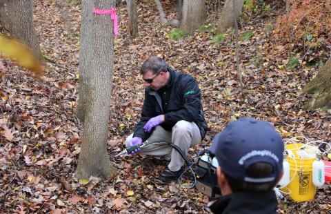trunk injection treatment for emerald ash borer