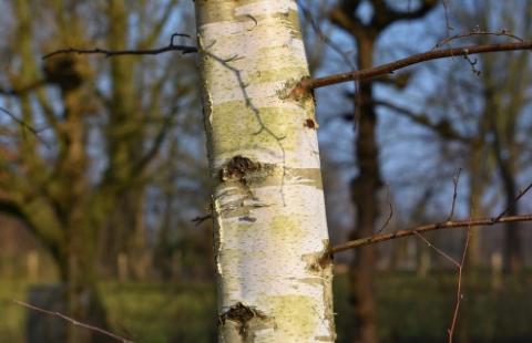 paper birch tree bark