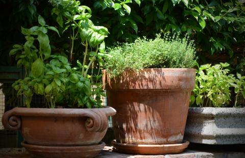 Basil and thyme in terracotta containers