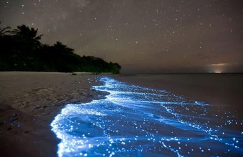 dinoflagellates glowing at the ocean's edge