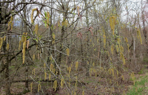 Yellow birch catkins