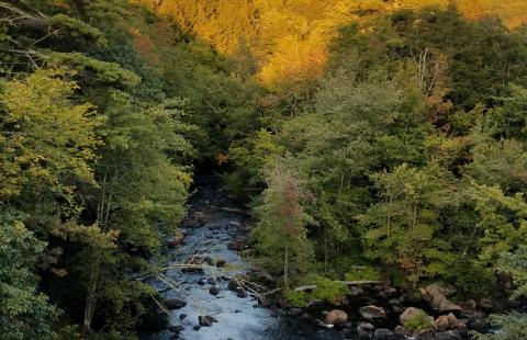 a river flowing through a forest