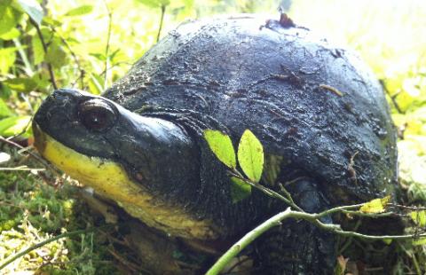 Picture of Blanding's turtle by Loren Valliere