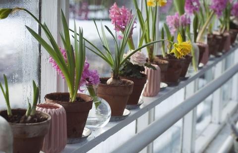 Potted Flowers in Greenhouse