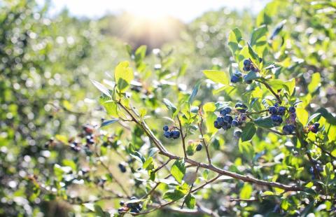 Highbush blueberry bush