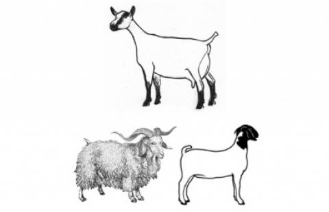 NH 4-H Goat Program