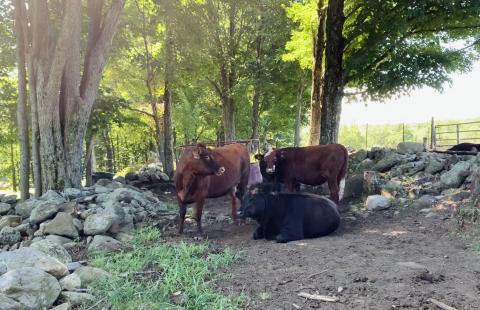 cattle at farm in the woods