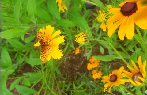Coreopsis with fritillary butterfly. Photo by Judith Saum.