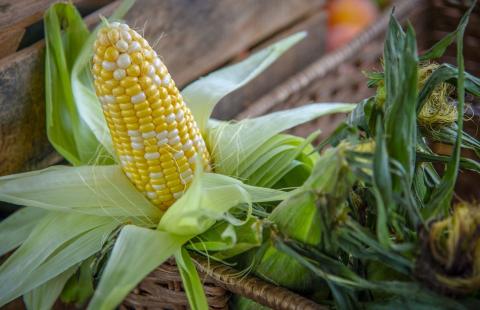 Fresh ear of corn with husk peeled back to reveal the kernels.