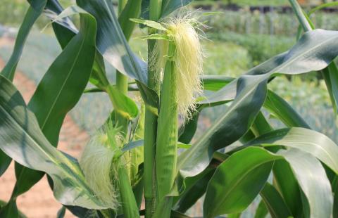 corn earworm and squash vine borer will feed on corn