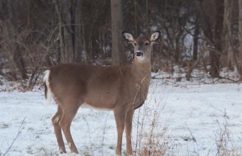 Plants to deter deer from garden in winter