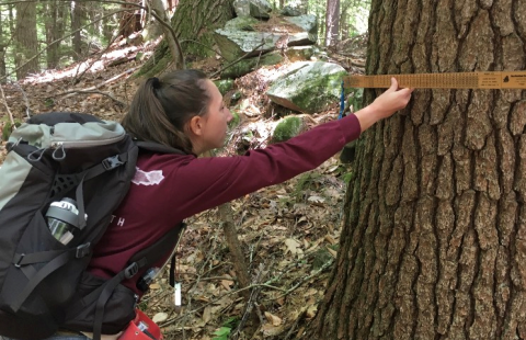 Brooke Gauthier measuring tree diameter