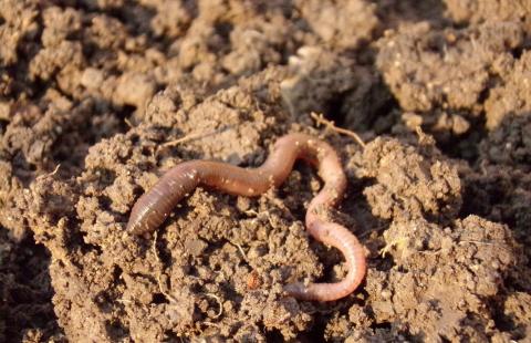 Should I put earthworms in my garden? | Extension