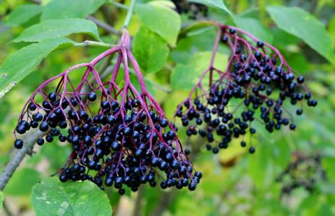 Elderberries