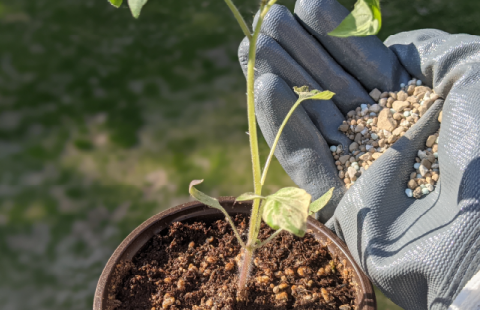 Gloved hand with fertilizer and a potted plant