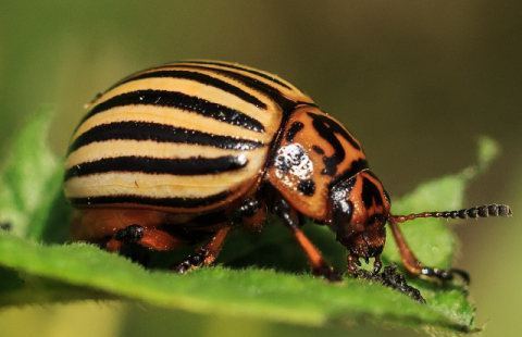 Managing Insect Pests in the Vegetable Garden, Ground Cherries and Choosing  Your Battles [audio]