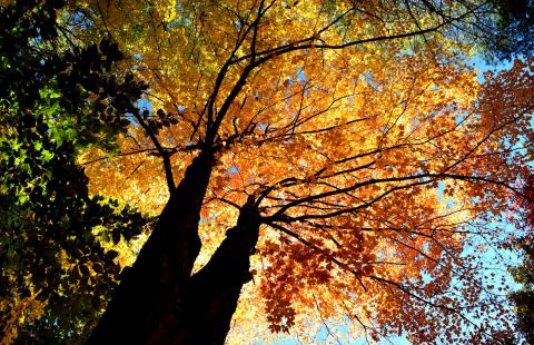 Looking up at tree trunks and beautiful colorful fall foliage