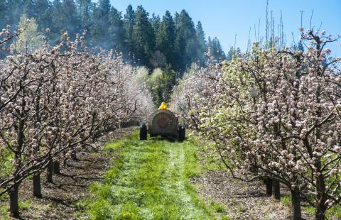 farmer spraying apple trees