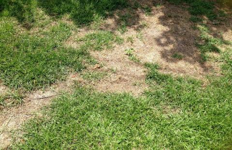 How do I treat for grubs in my lawn?