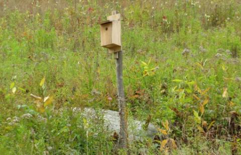 A grassland habitat; in the foreground is a post with a birdhouse on it.