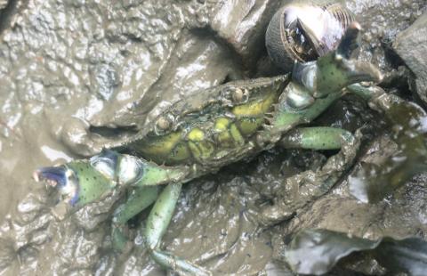 A close-up view of a green crab on a muddy rock. The crab appears to be looking at the camera. It's two pincers are pointed at the camera.